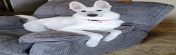 German Shepherd dogs for sale: SHELLY - Ad 6