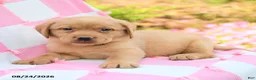 Labrador Retriever dogs for sale: Gideon - Ad 3