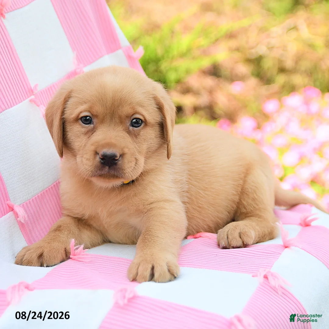 Labrador Retriever dogs for sale: Gideon - Ad 3