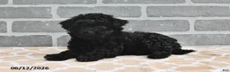 Maltipoo dogs for sale: Annie - Ad 3