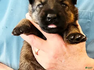 German Shepherd dogs Yellow Girl - Ad 9