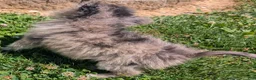 Pomeranian dogs for sale: Wingnut - Ad 3