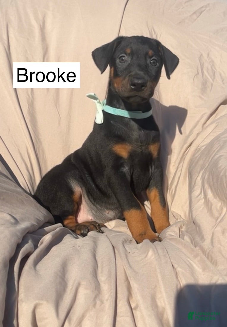 Doberman Pinscher dogs Brooke - Ad 2