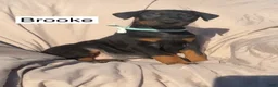 Doberman Pinscher dogs for sale: Brooke - Ad 7