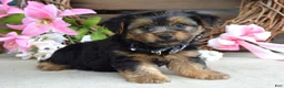 Yorkshire Terrier dogs for sale: Marshall - Ad 4