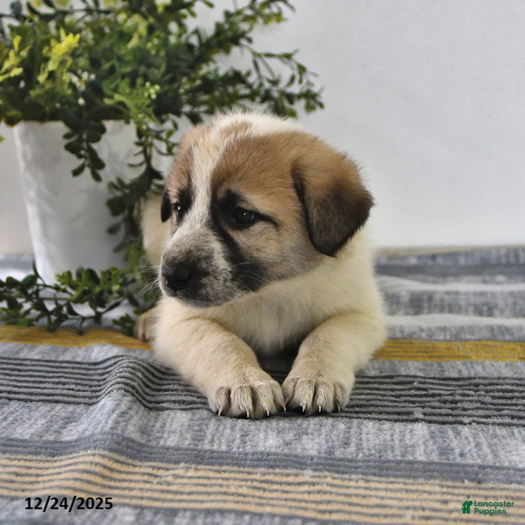 Mixed Breed dogs for sale: Lilly - Ad 2