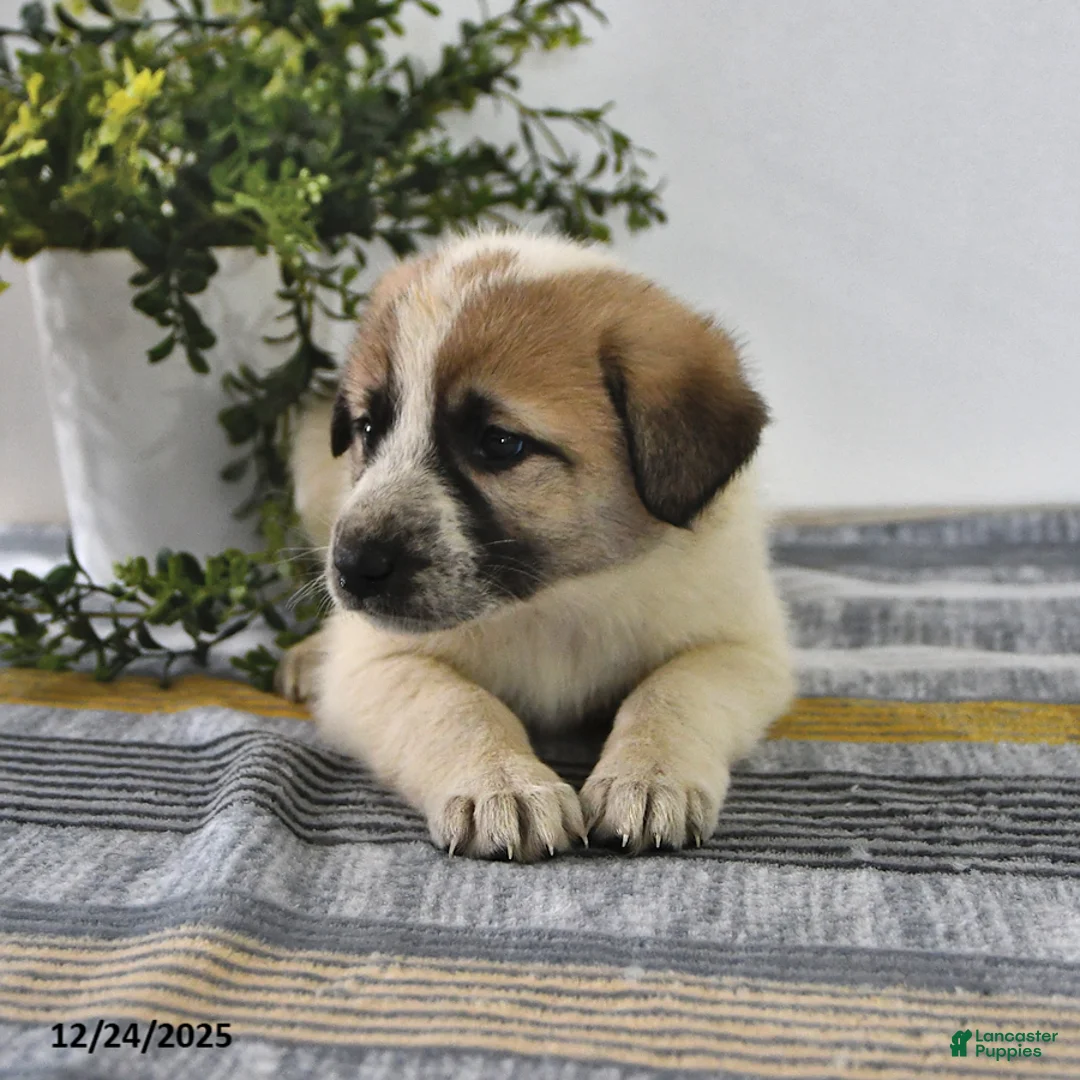 Mixed Breed dogs for sale: Lilly - Ad 7