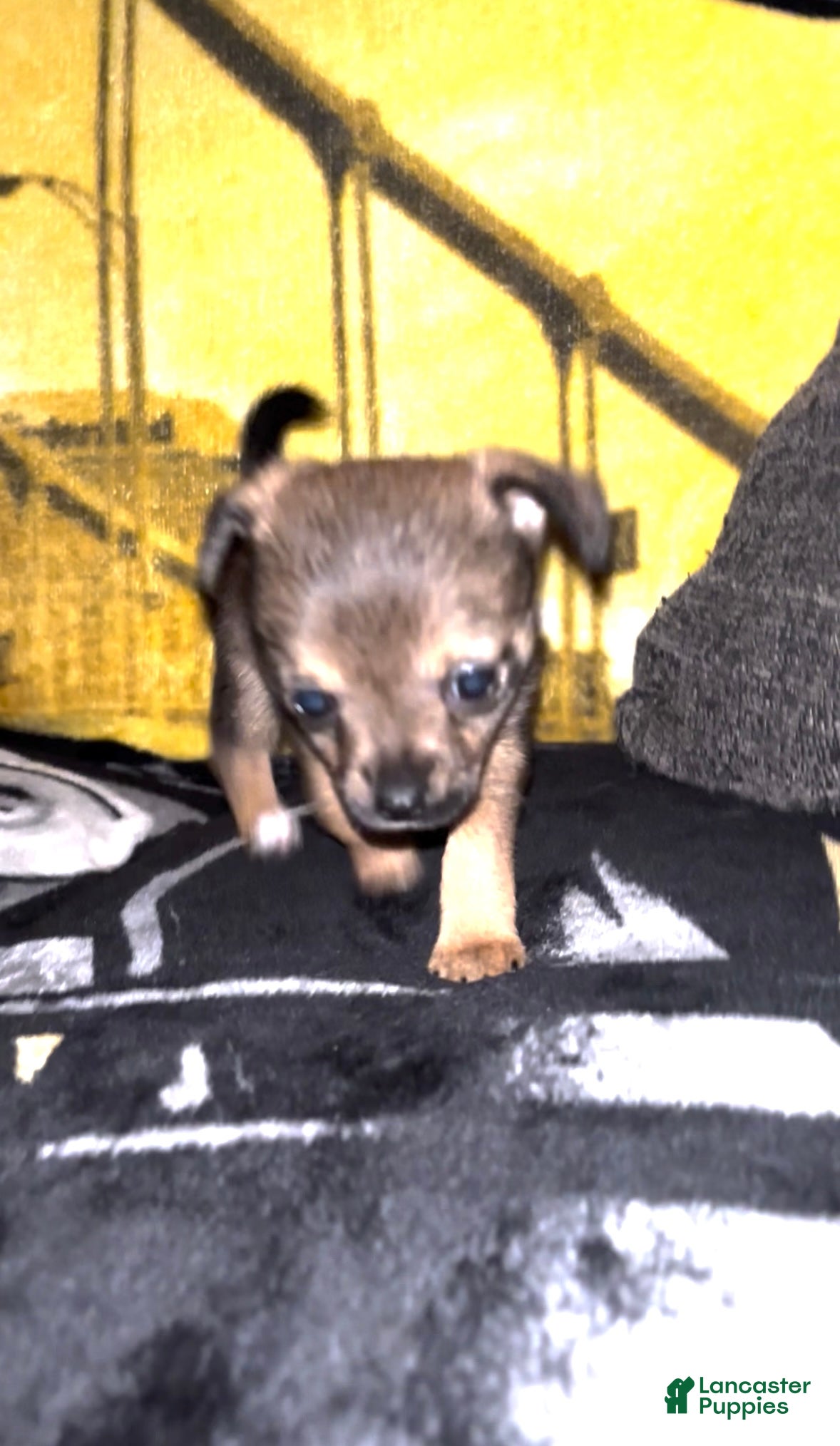 Chihuahua dogs Chihuahua Puppy 1 - Ad 41