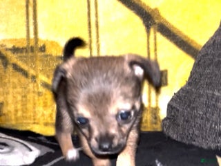 Chihuahua dogs Chihuahua Puppy 1 - Ad 41