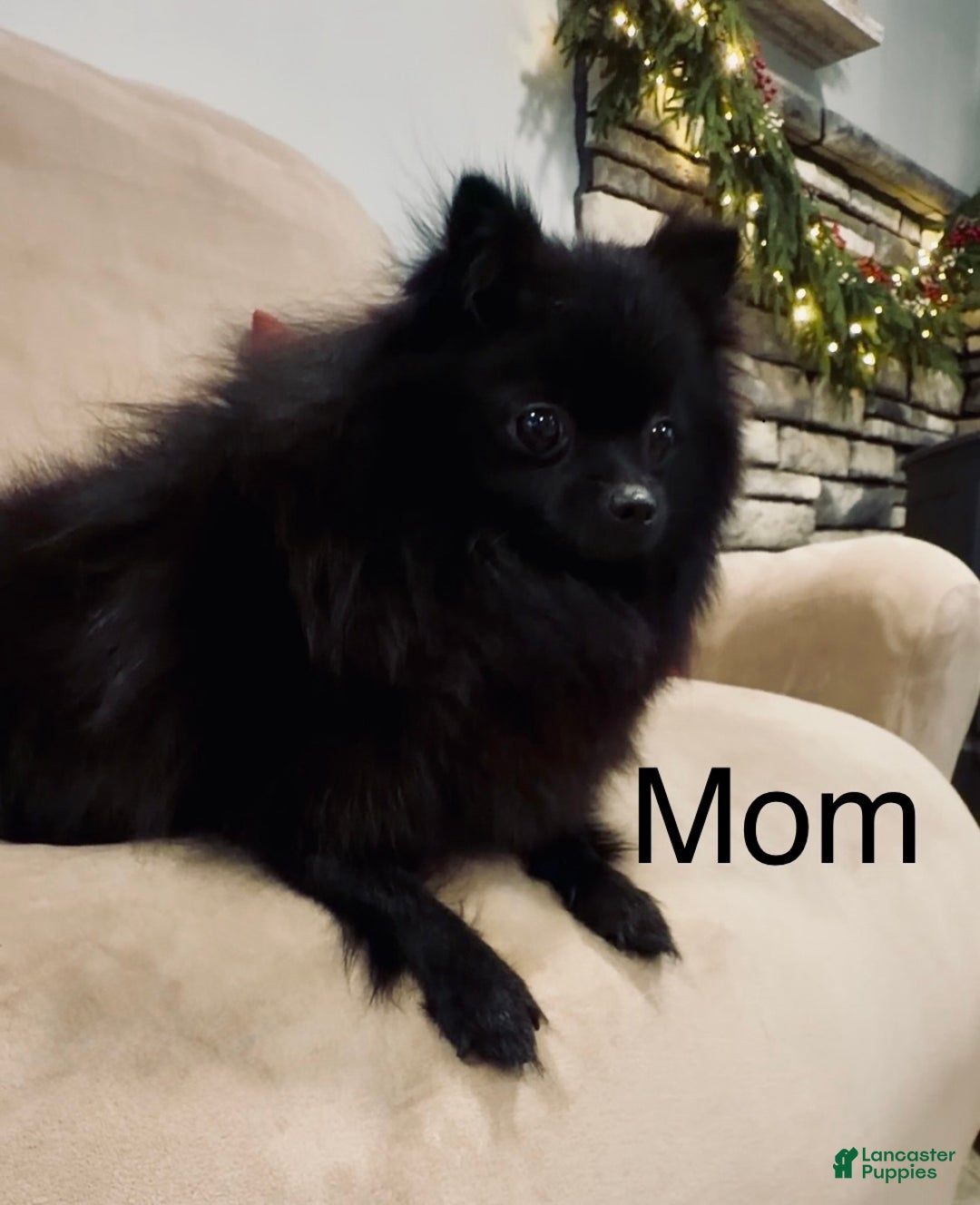 Pomeranian dogs for sale: Grace AKC - Ad 7