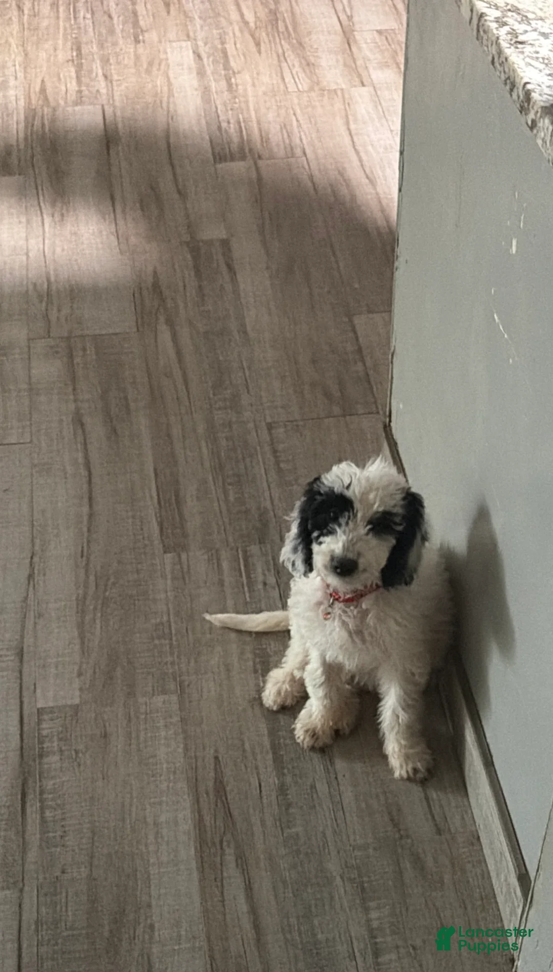 Mini Goldendoodle dogs for sale: Snoopy  - Ad 1