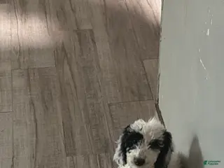 Mini Goldendoodle dogs Snoopy - Ad 2