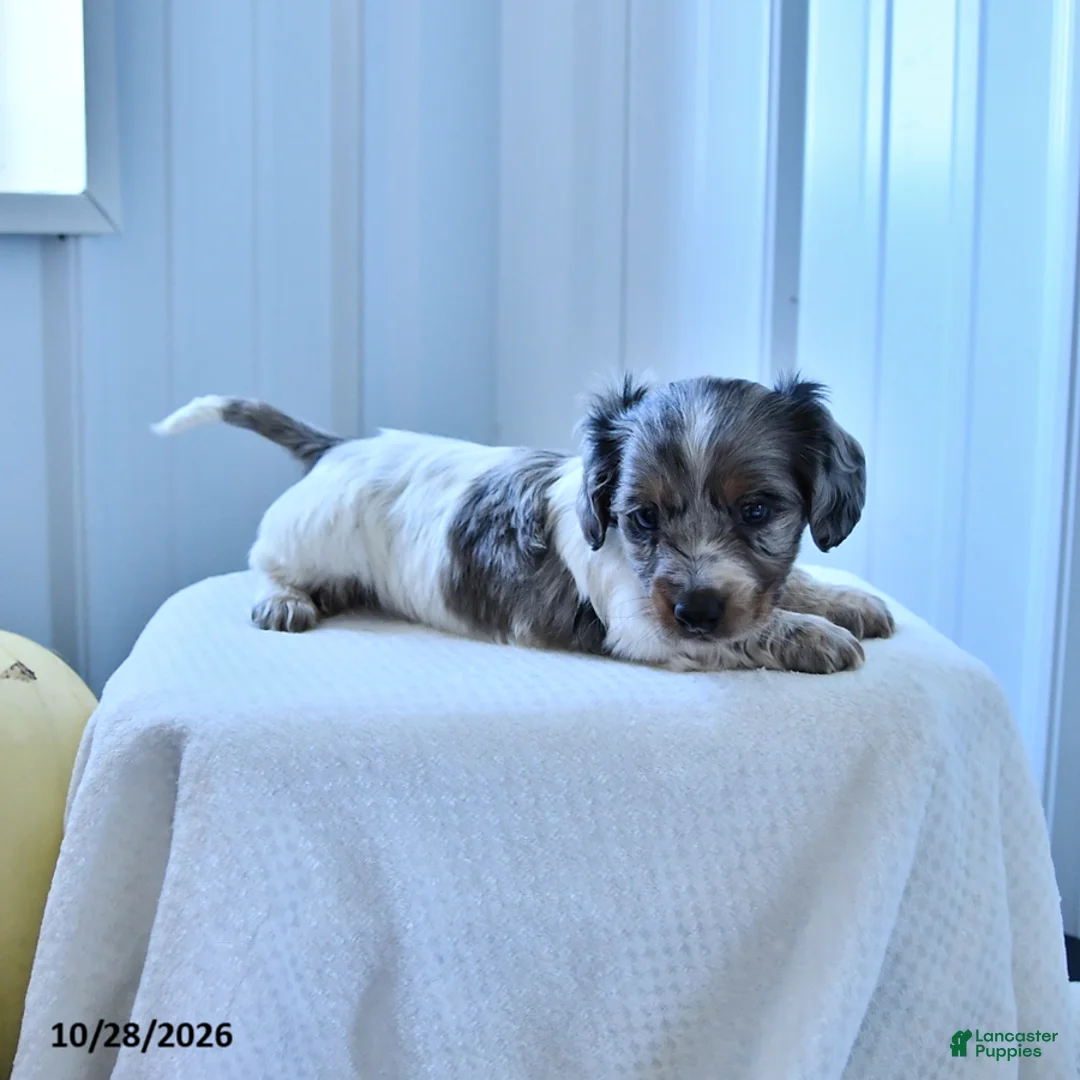 Miniature Dachshund dogs for sale: Merle - Ad 2