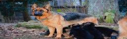 German Shepherd dogs for sale: German Shepherd Puppy 2 - Ad 2
