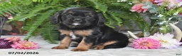 Cavalier King Charles Spaniel dogs for sale: Choco - Ad 5