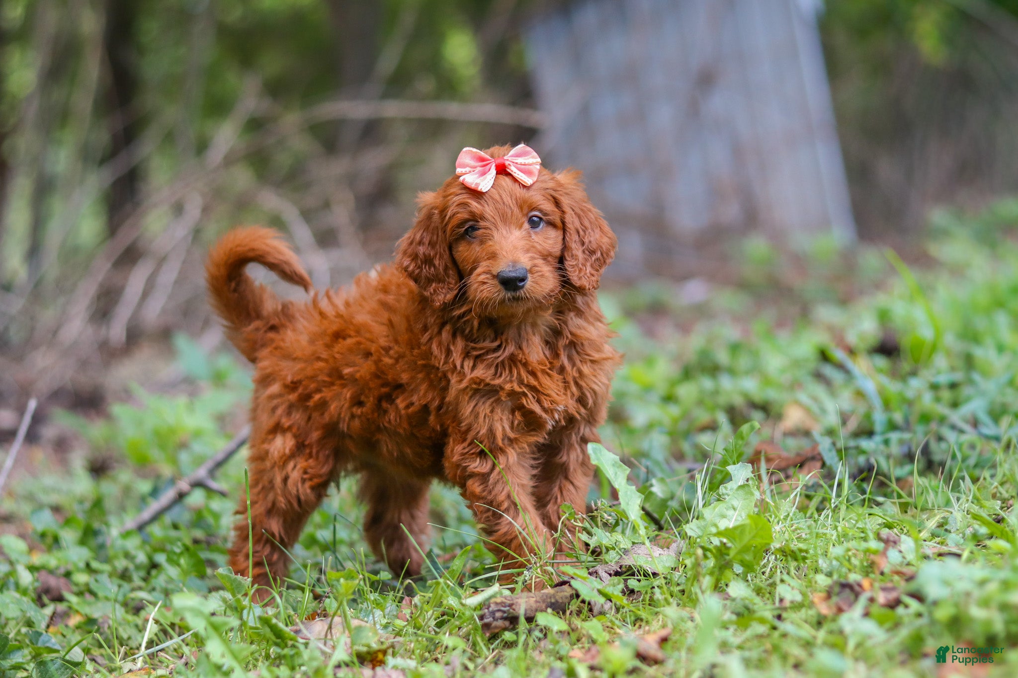 Goldendoodle dogs Bella - Ad 2