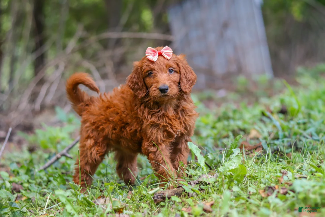Goldendoodle dogs for sale: Bella - Ad 2