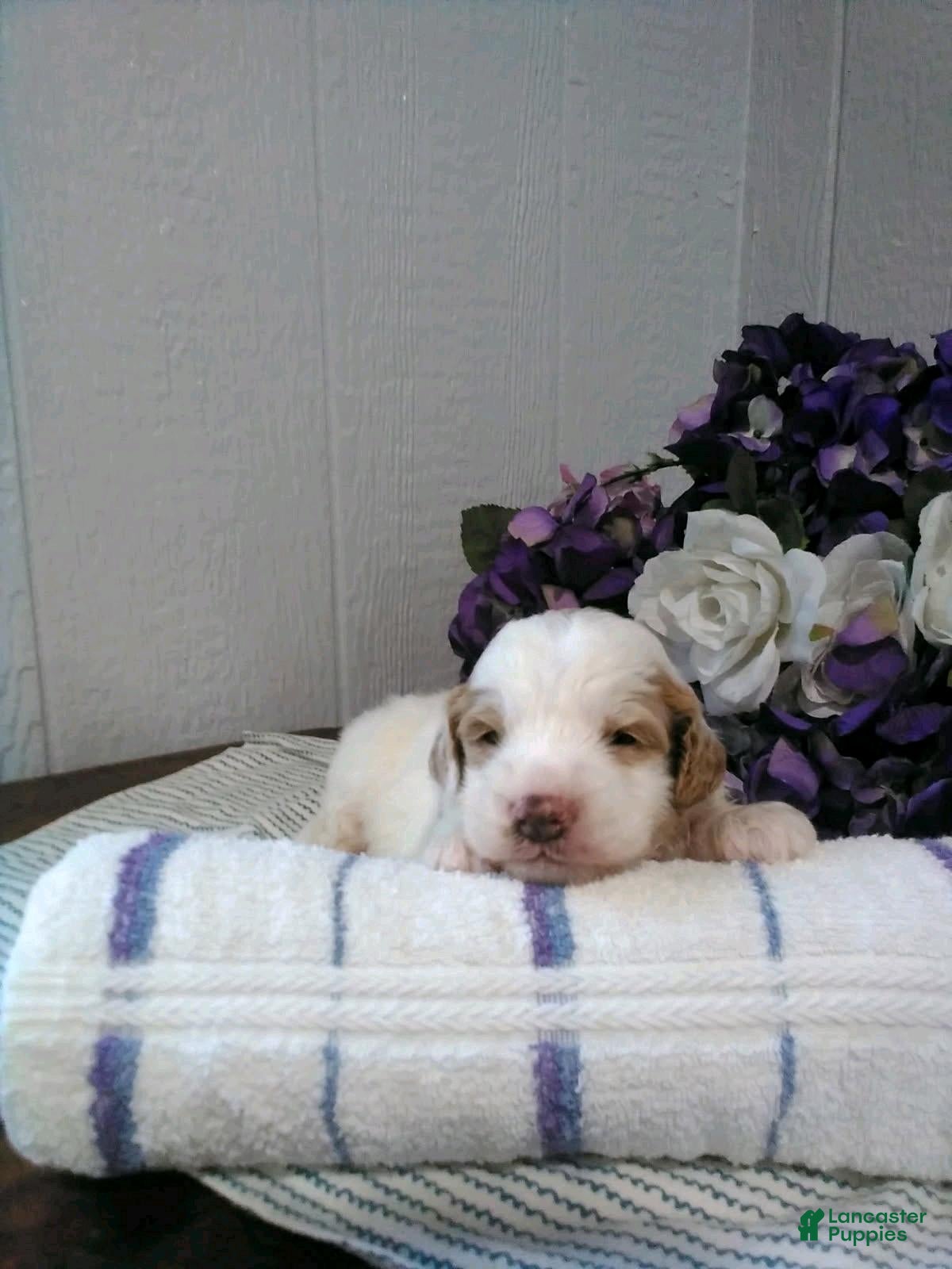 Mini Goldendoodle dogs for sale: Buster - Ad 1