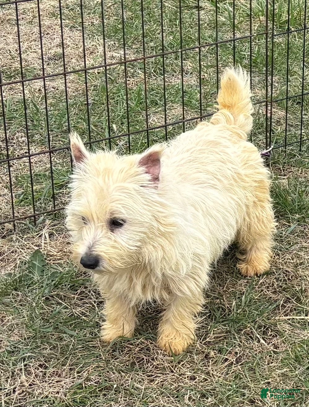 West Highland Terrier dogs West Highland Terrier 3 - Ad 2