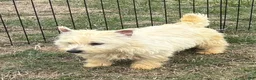 West Highland Terrier dogs for sale: West Highland Terrier 1 - Ad 2