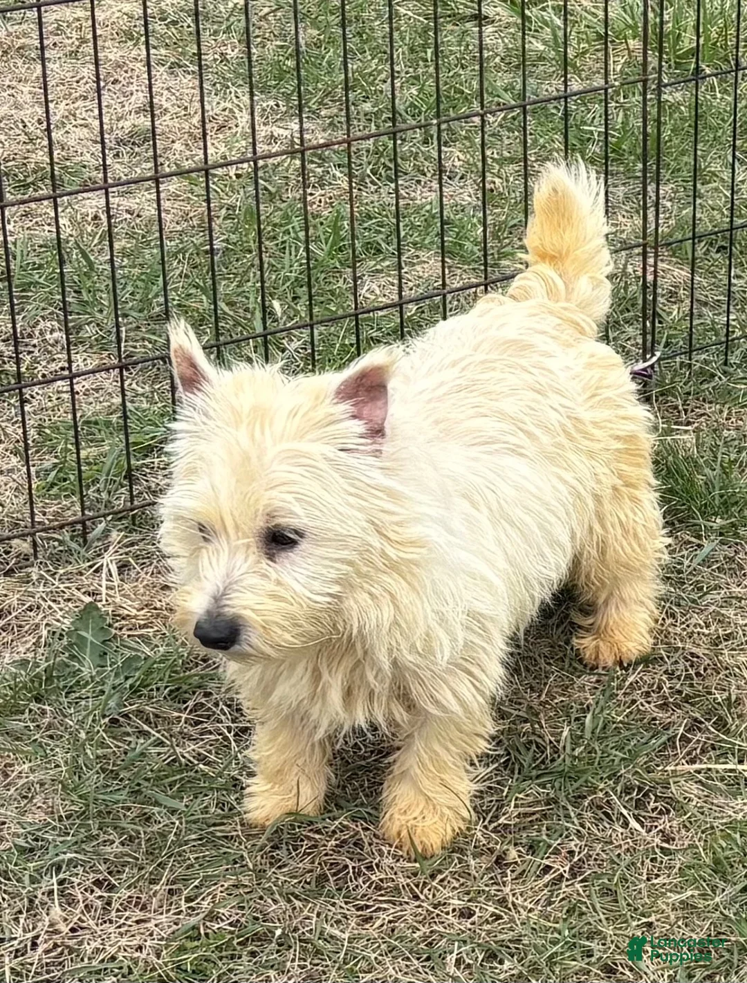 West Highland Terrier dogs for sale: West Highland Terrier 1 - Ad 2