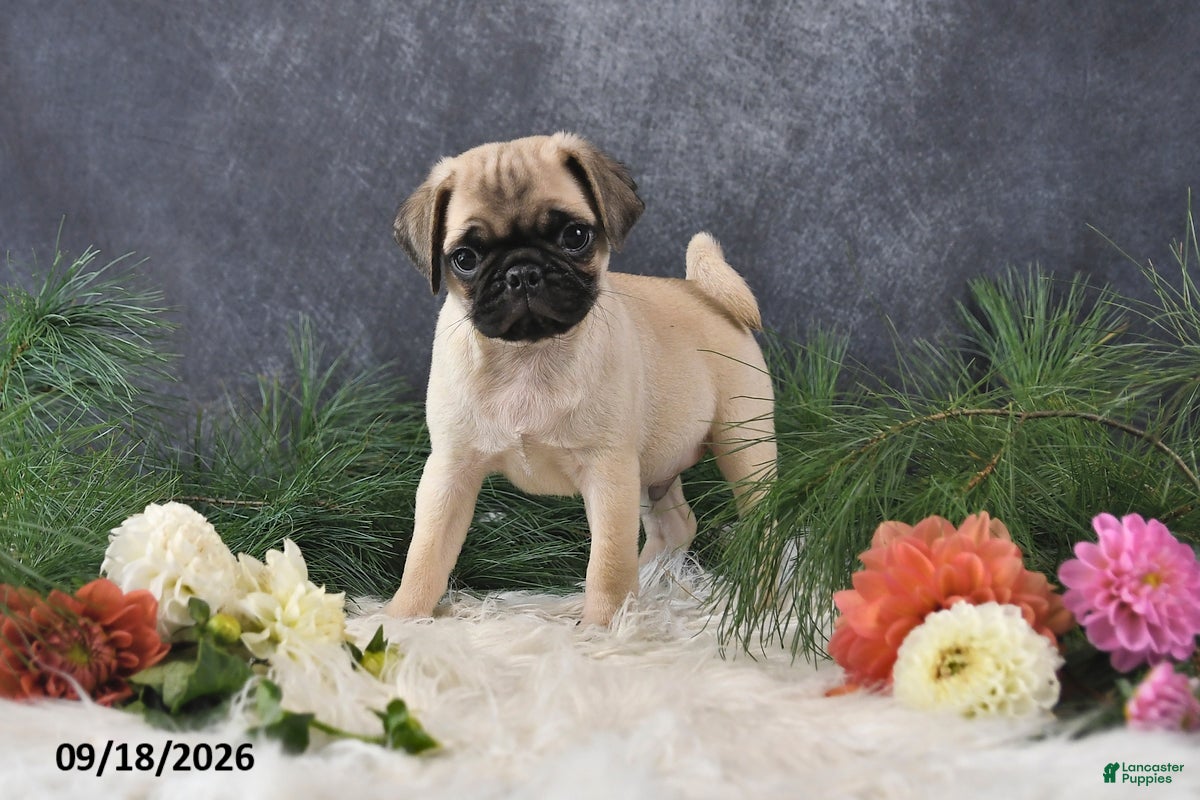 Pug dogs Ned - Ad 2