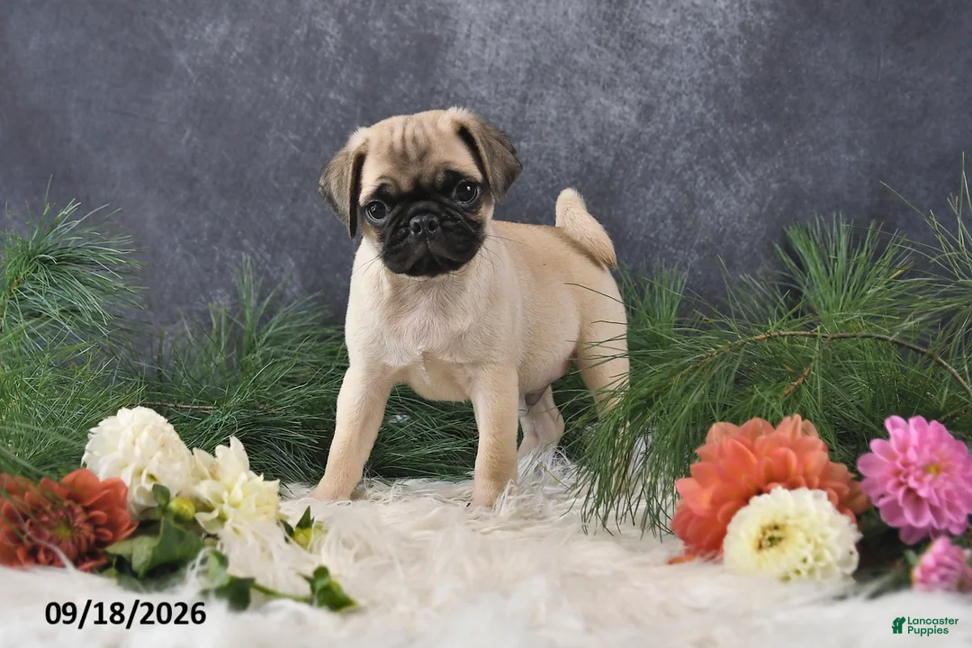Pug dogs for sale: Ned - Ad 2