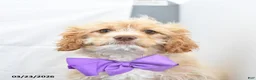 Cavapoo dogs for sale: Zeke - Ad 3