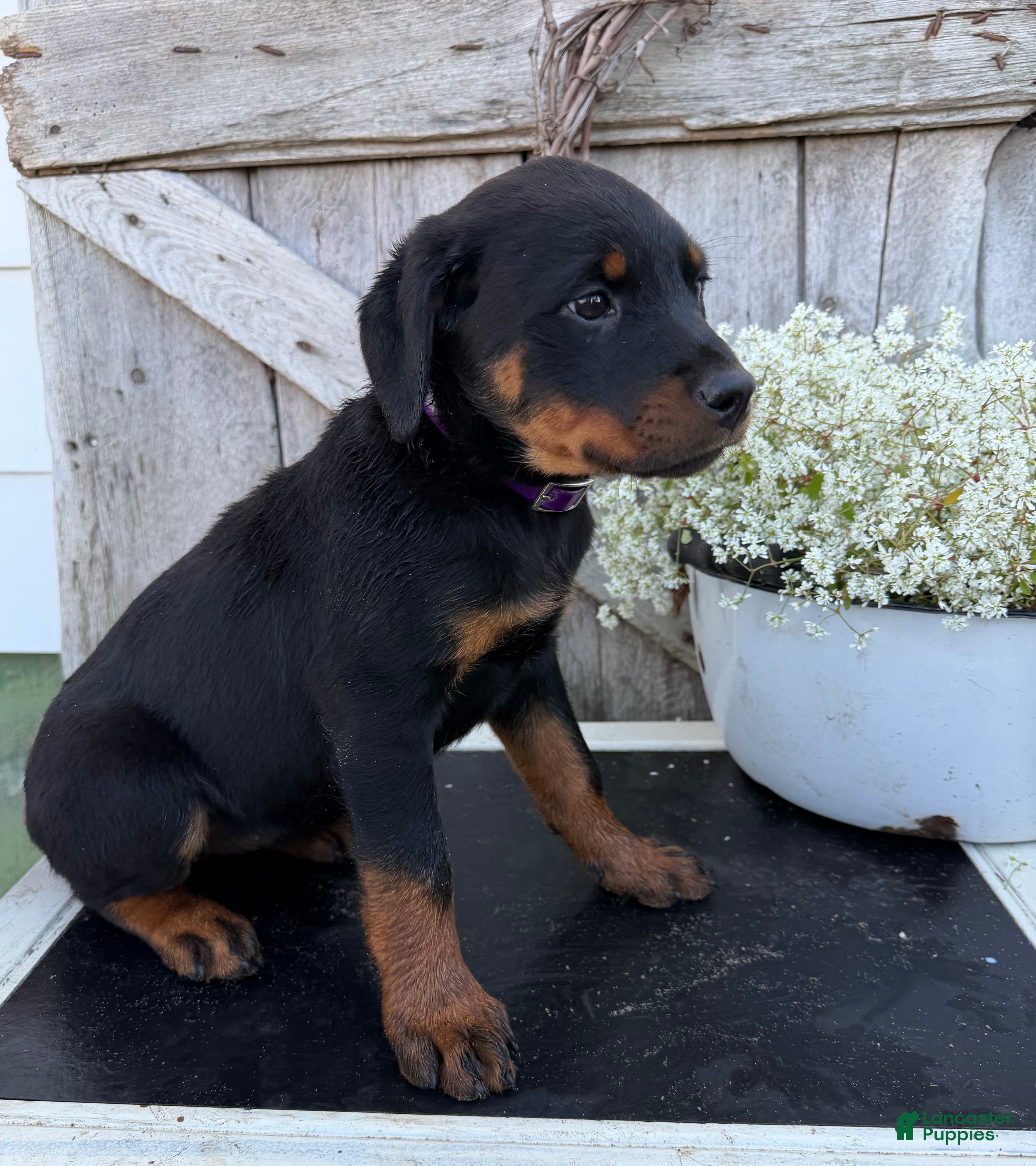 Rottweiler dogs for sale: Brandy - Ad 2