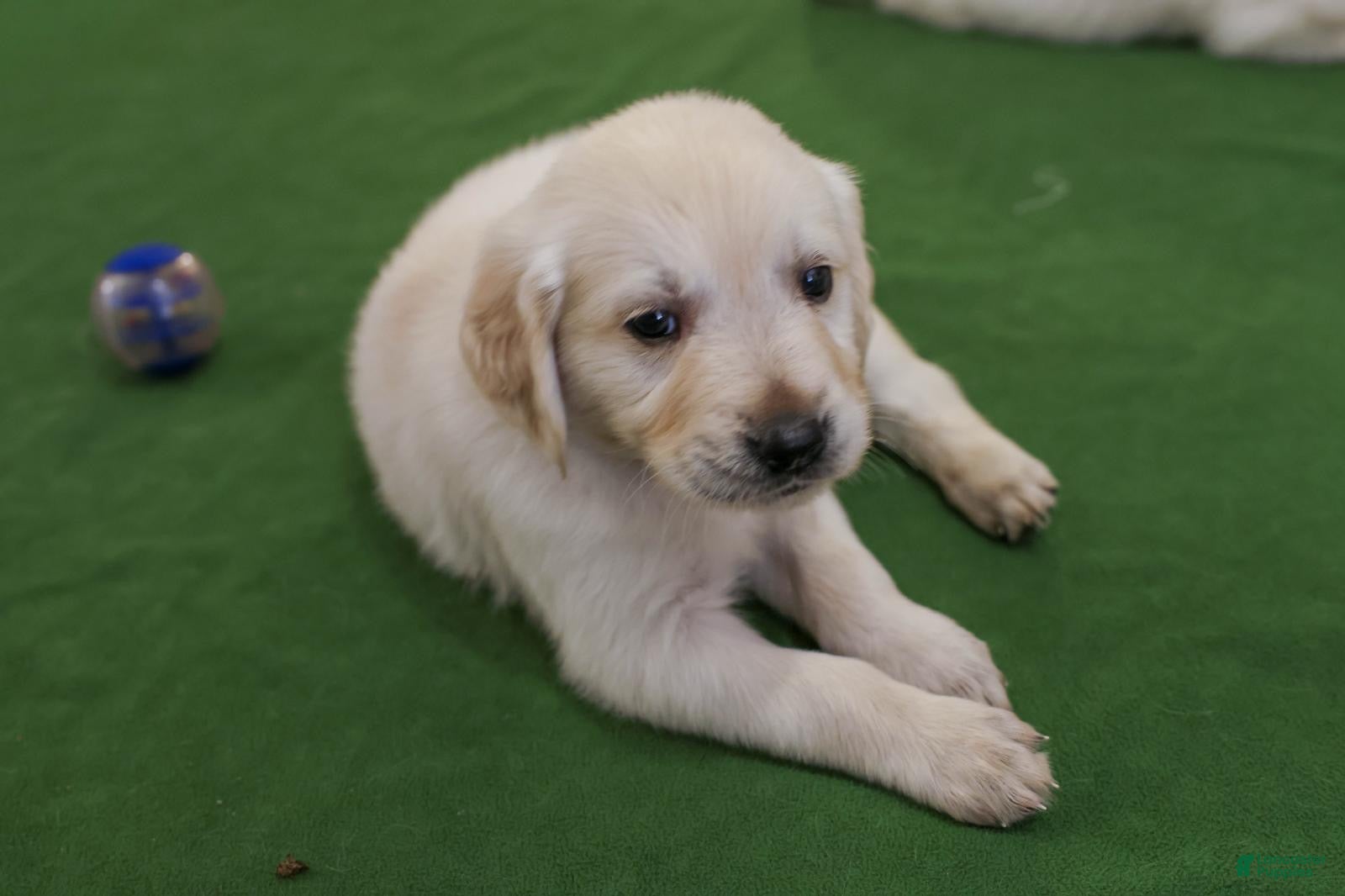Golden Retriever dogs Cedar - Ad 27