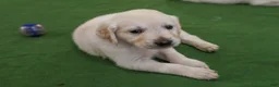 Golden Retriever dogs for sale: Cedar - Ad 1