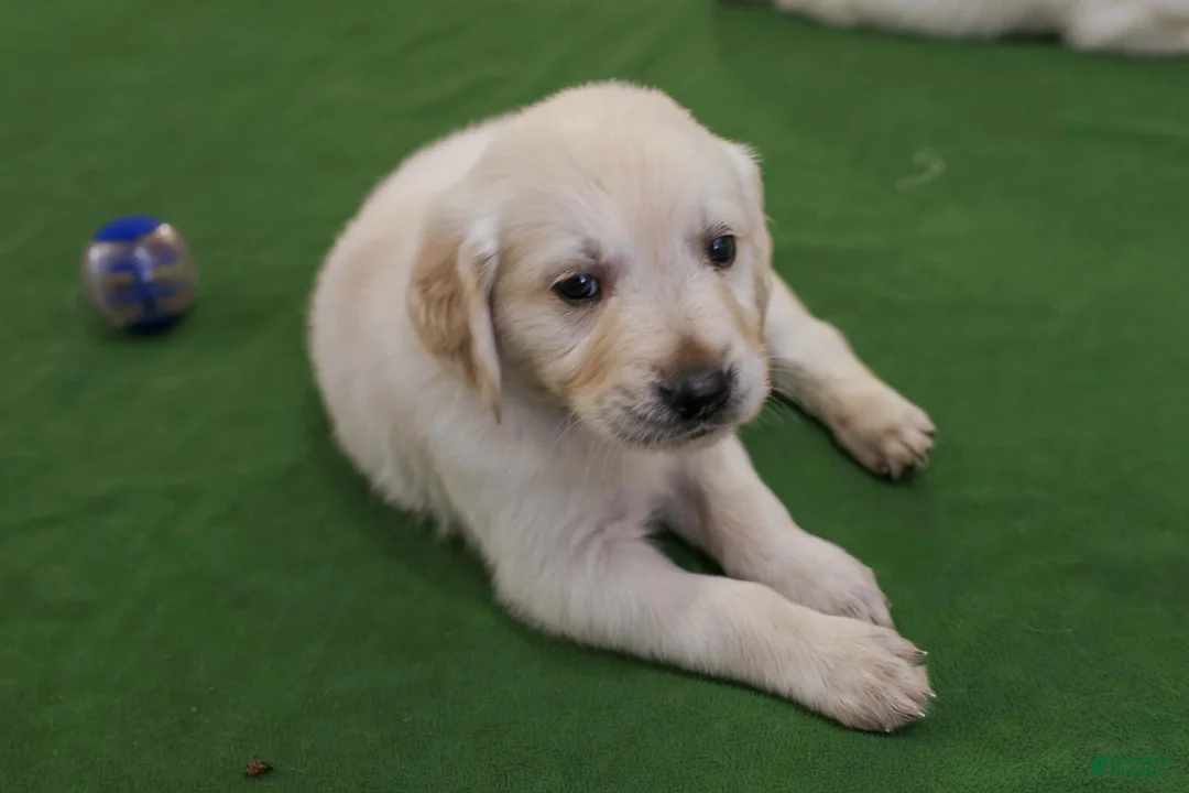 Golden Retriever dogs for sale: Cedar - Ad 1