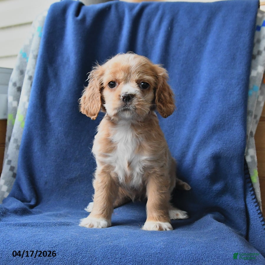 English Cocker Spaniel dogs Holly - Ad 2