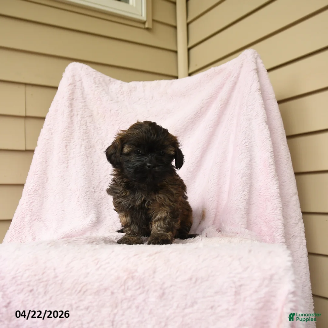 Bichpoo dogs for sale: Gertrude - Ad 1