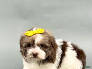 Havanese dogs - Ad 27