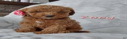 Cavapoo dogs for sale: Cavapoo Puppy 3 Zoey - Ad 3