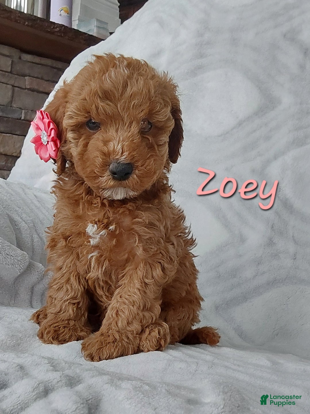 Cavapoo dogs for sale: Cavapoo Puppy 3 Zoey - Ad 3