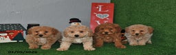 Bichpoo dogs for sale: Snuggles   - Ad 3
