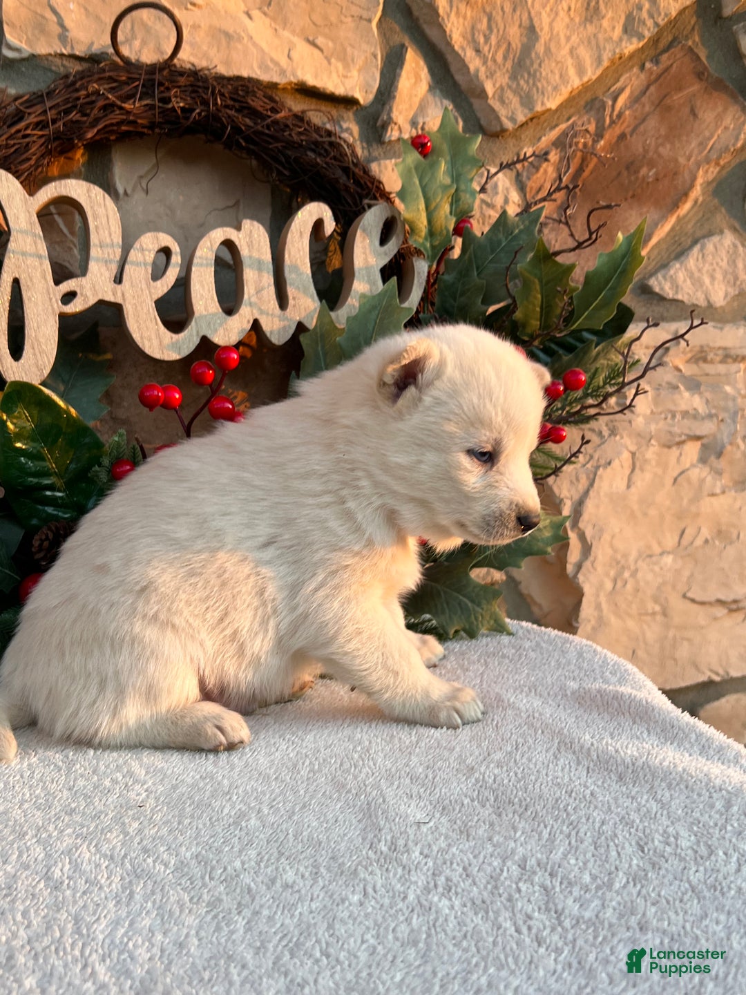 Pomsky dogs for sale: Frosty - Ad 7