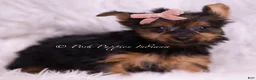 Yorkshire Terrier dogs for sale: Gidget - Ad 4