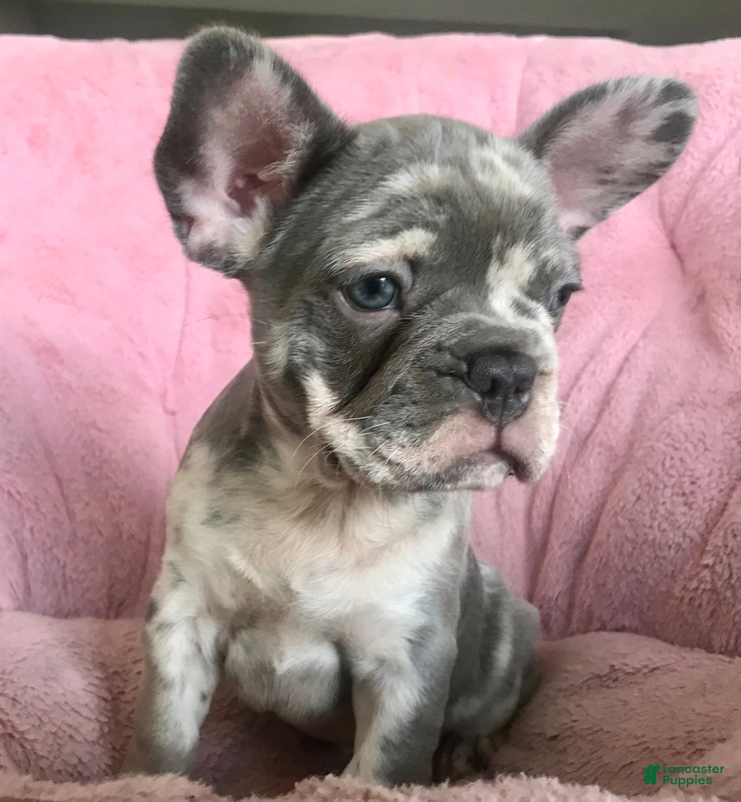 French Bulldog dogs for sale: Rolly  - Ad 2