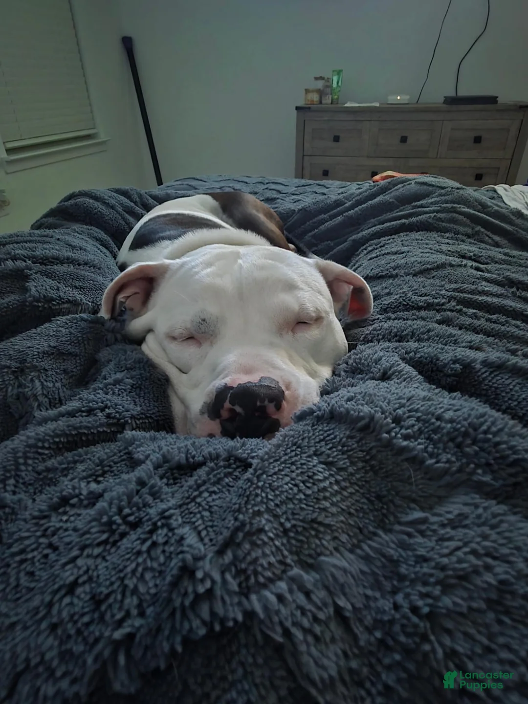 American Pit Bull Terrier dogs for sale: Patchez Luv Thanos 3Y - Ad 10