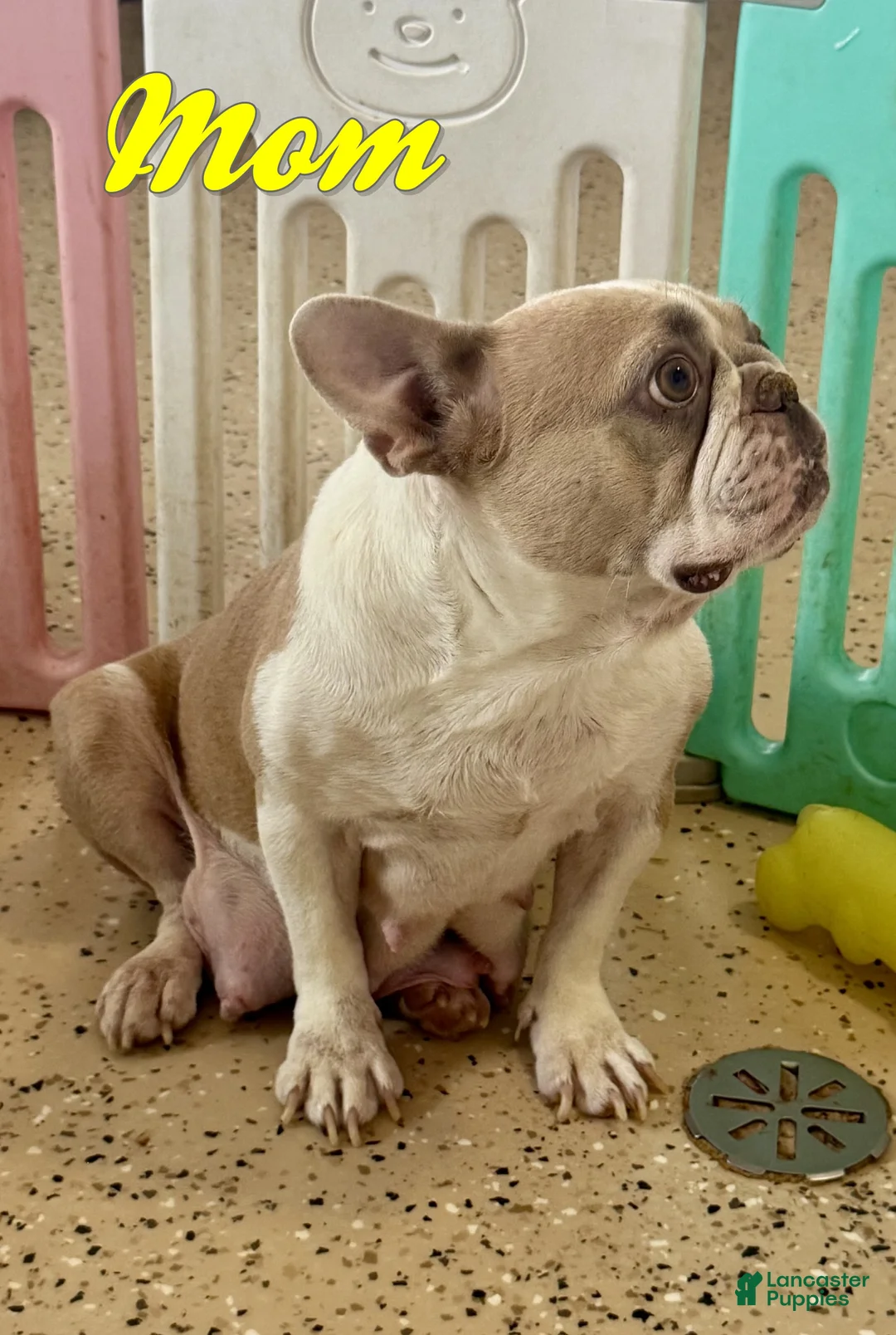French Bulldog dogs for sale: Elsa - Ad 7
