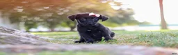 Yorkiepoo dogs for sale: Pansy - Ad 3