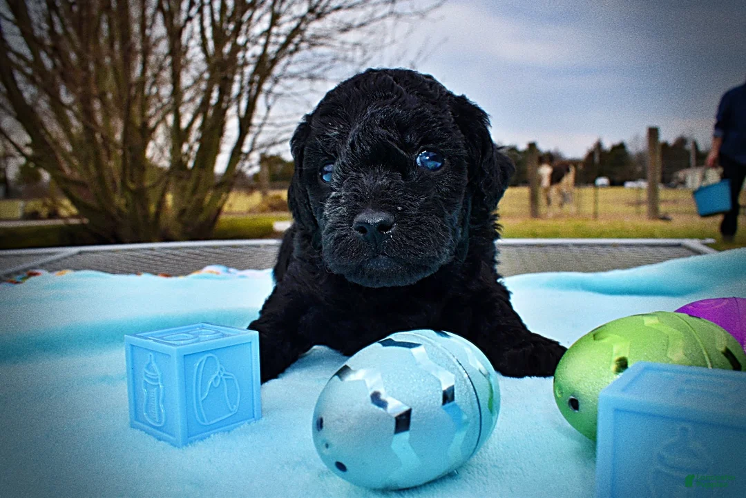 Havapoo dogs for sale: Louie - Ad 2