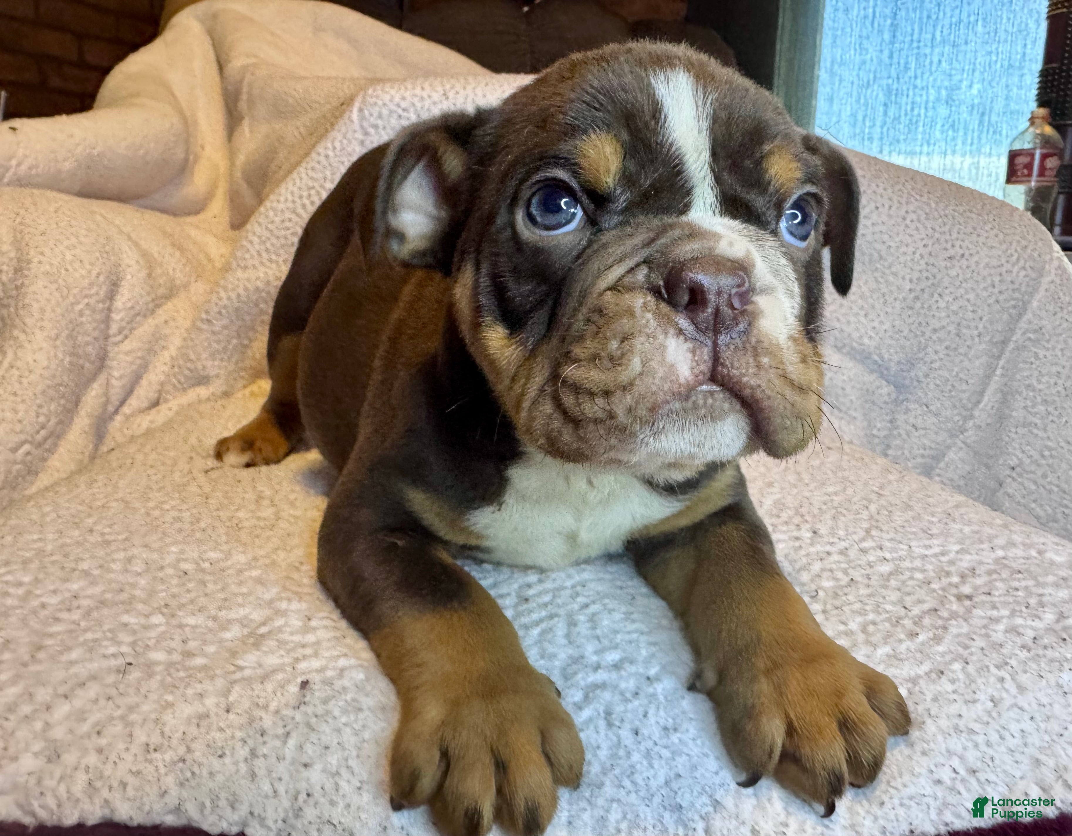 English Bulldog dogs Rolo - Ad 9