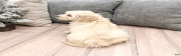 Goldendoodle dogs for sale: Chloe - Ad 7