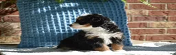 Mini Bernedoodle dogs for sale: Rosie - Ad 2