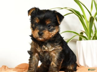 Yorkshire Terrier dogs - Ad 42