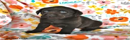Labrador Retriever dogs for sale: Pansy - Ad 3